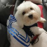 Hündin "Jäger" - StickZebra