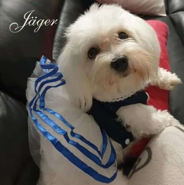 2019-10-17_103821 Hündin "Jäger" - StickZebra