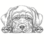 Hund Labrador [Digital]