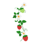 Erdbeeren Ranke